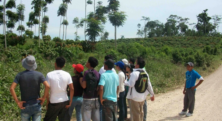 Foto de La palma aceitera y su impacto social en el Perú