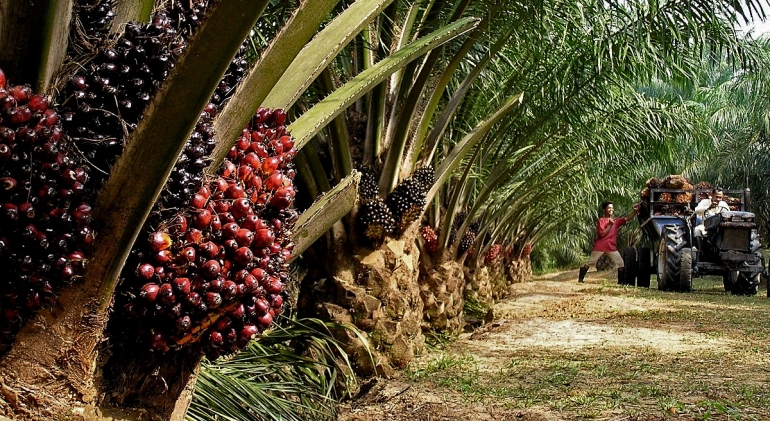 Foto de Opinión de la industria Malaya de aceite de palma