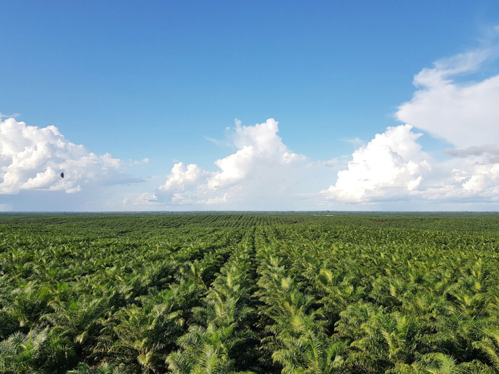 Foto de La palma aceitera es reconocida como cultivo priorizado para la agricultura familiar en 2026